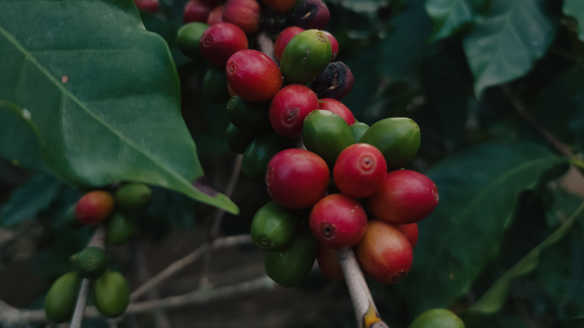 Ripe and unripe coffee cherries on a branch among green leaves
