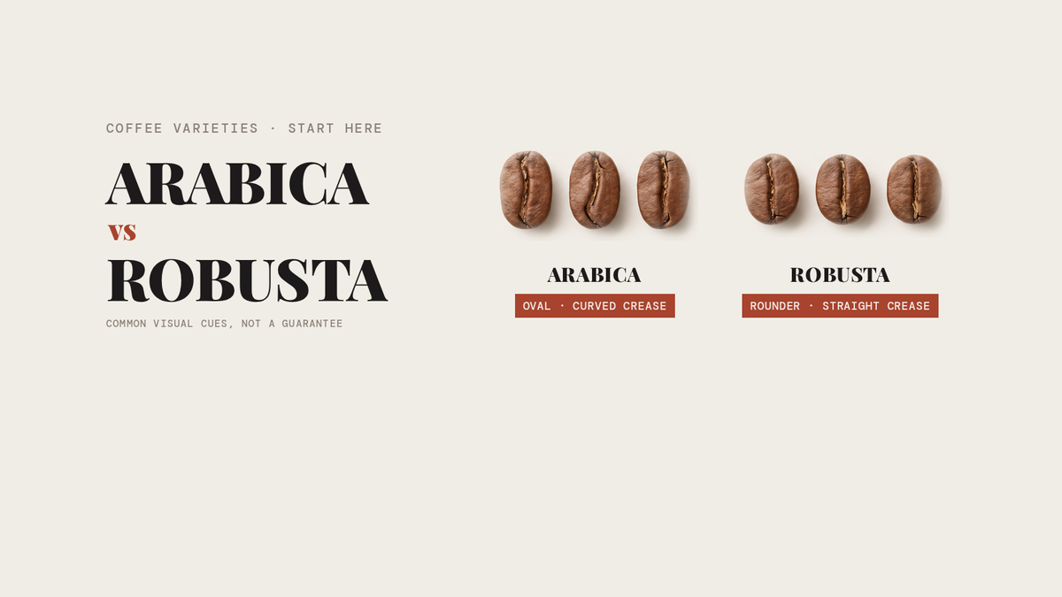 Illustration of roasted coffee beans: three oval arabica-style beans with curved creases beside three rounder robusta-style beans with straight creases