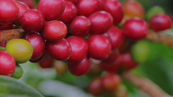 Close-up of ripe coffee cherries on a branch