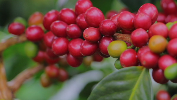 Ripe coffee cherries on a branch