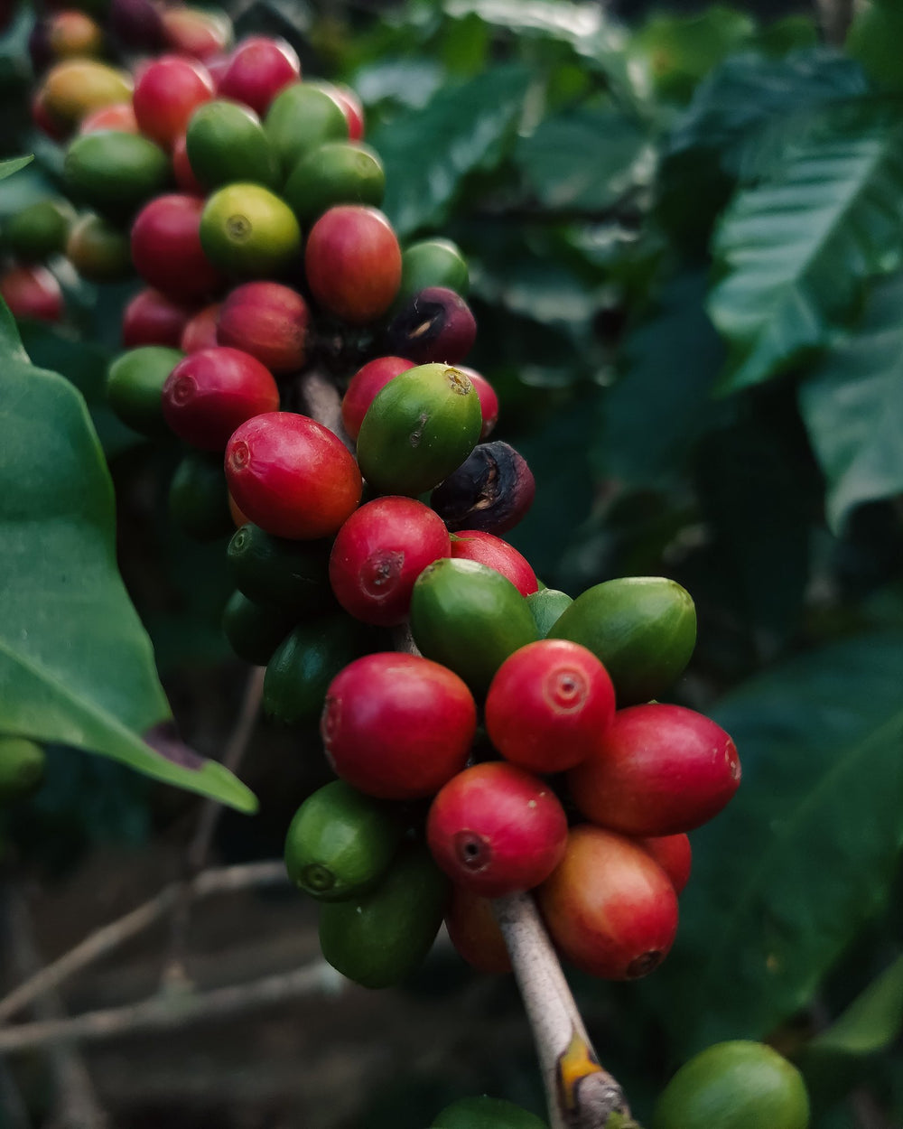 Ripe red and unripe green coffee cherries on an arabica branch